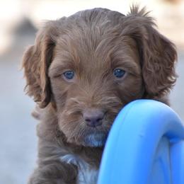 Australian Labradoodles and Double Doodles from Maid in Montana Australian Labradoodles