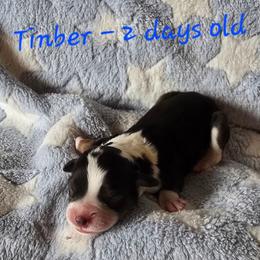 Storm - Brown merle male Aussiedoodle puppy in Redding, California from House Merrills Minis and Doodles