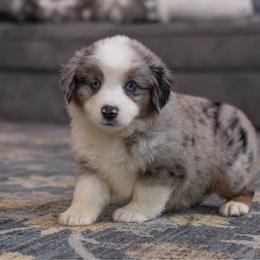 Ozzy - Blue merle male Toy Australian Shepherd puppy in Georgetown, Texas from Minikin Manor
