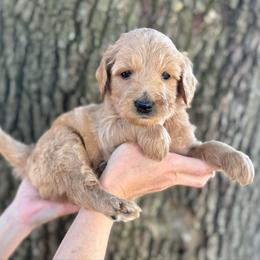 Linus (Gray Collar) - Apricot male Goldendoodle puppy in Bay City, Texas from Charming Doods