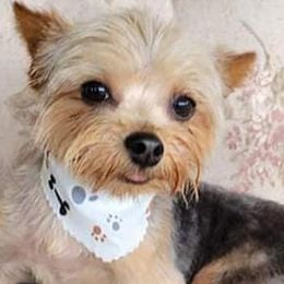 Poodles and Yorkshire Terriers from Bella Gail Kennels