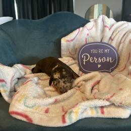Apollo - Chocolate and tan male Dachshund puppy in Hudson, Michigan from Mittentail Kennel Miniature Dachshunds & Australian Shepherds