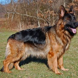 Australian Shepherd and German Shepherd All Grown Up from Birch Haus