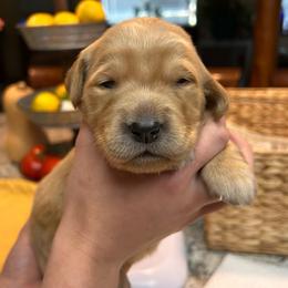 Grey - Golden female Golden Retriever puppy in Bonanza, Oregon from Gold 'N Dust Ranch