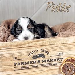 Pickles - Black and chalk male Australian Labradoodle puppy in Decatur, Alabama from Southern Meadows Doodles