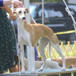 Whippets from Secoya Whippets
