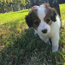 Nederlandse Kooikerhondje Puppies from Sunshine Kooikers