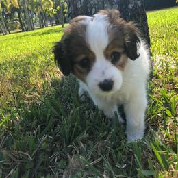 Nederlandse Kooikerhondje Puppies from Sunshine Kooikers