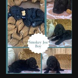 Smokey Joe - Black male Sheepadoodle puppy in Columbia, Tennessee from Primrose Cottage Puppies
