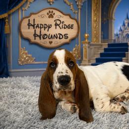 Prince Charming - Black brown and white male Basset Hound puppy in Mebane, North Carolina from Happy Ridge Hounds