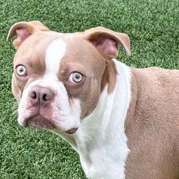 George - Boston Terrier