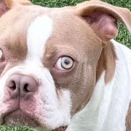George - Boston Terrier