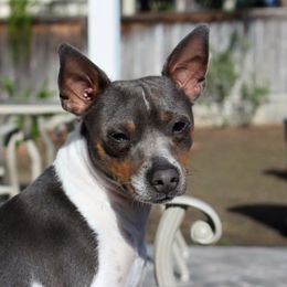 Scully - Rat Terrier