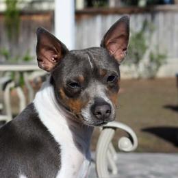 Scully - Rat Terrier
