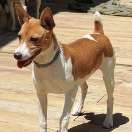 Rat Terriers from Usona Rat Terriers
