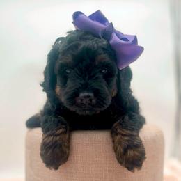 Beauty - Phantom female Bernedoodle puppy in North Carolina from Tuxedo Mountain Doodles