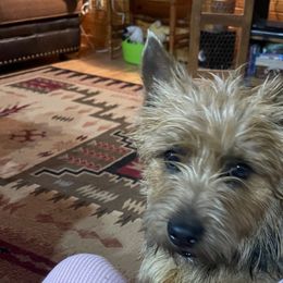 Annie - Norwich Terrier