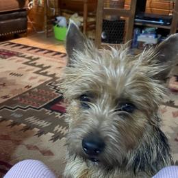 Annie - Norwich Terrier