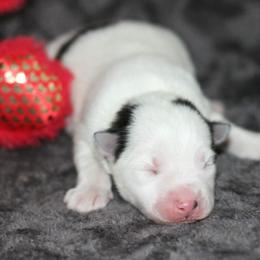 Spark - Black and white male Pomsky puppy in Bremen, Indiana from AMS Pomeranians and Pomskies in Indiana
