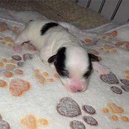 Josie Belle - Parti female Yorkipoo puppy in Cottageville, South Carolina from Mandy's Yorkie's , Yorkiepoo's & Maltipoo's
