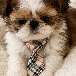 Jagger - Red and white male Shih Tzu puppy in Dallas, Texas from Heart and Soul Shih Tzu