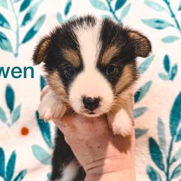 Gwen - Black and tan female American Corgi puppy in Fitzhugh, Oklahoma from Elmiphyr Corgis