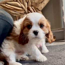 Cavalier King Charles Spaniel Puppies from Nococavaliers