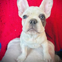 Maislee - White female French Bulldog puppy in Indian Springs, Nevada from Spinner puppies