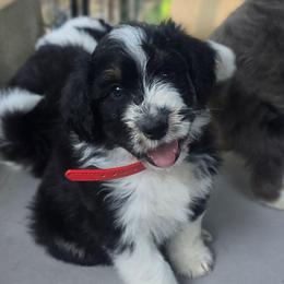 Red - Black tri-color male Aussiedoodle puppy in Georgetown, California from Foothill Aussies