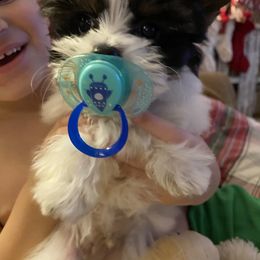 Yorkshire Terrier Puppies from Tinseltown Yorkies