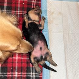 Dachshund Puppies from Diddle Bros Dachshunds