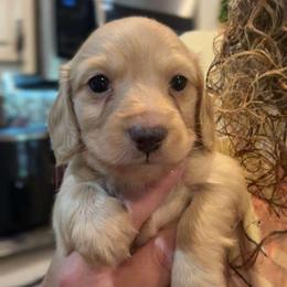 Nelly Blue collar Male - Cream male Dachshund puppy in Trade, Tennessee from TN Miniature Dachshunds & Basset Hounds