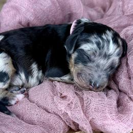 Mochi - Merle female Bernedoodle puppy in Midland, Michigan from Northern Charm Farm