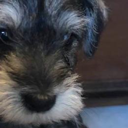 Miniature Schnauzers from Donna’s Snazzy Schnauzers