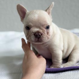 Viscount Anthony - White male French Bulldog puppy in Conroe, Texas from Haynes French Bulldogs