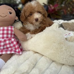 Archie - Red  male Poodle puppy in Kissimmee, Florida from Unique Poodles