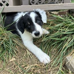 Stream - Black and white male Border Collie puppy in Lenexa, Kansas from Spotted Feather Farm