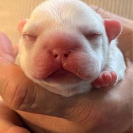 TBD - White female French Bulldog puppy in Spanaway, Washington from Frog Faced Frenchies