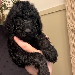 Colby - AKC Limited - Black male Poodle puppy in Haines City, Florida from Noelle Poodles