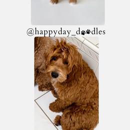 Goldendoodle Puppies from Happy Day Doodles