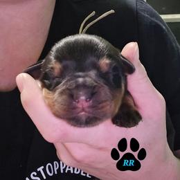 Pink - Black and mahogany female Rottweiler puppy in Tangent, Oregon from Raya's Royals