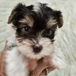 Ollie - Parti male Yorkshire Terrier puppy in Rushville, Ohio from Enchanted Acres Yorkies