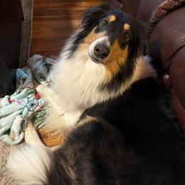 Collie and Yorkshire Terrier All Grown Up from Puppy Dog City