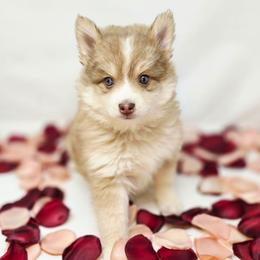 Phoenix SALE 3600 - Chocolate male Pomsky puppy in Christiana, Tennessee from Smoky Mountain Pomskies