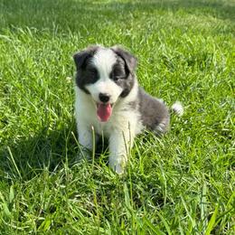 Froggy - Blue male Border Collie puppy in Erwin, North Carolina from Herd That Farms