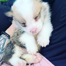 American Corgi, Cardigan Welsh Corgi, and Pembroke Welsh Corgi Puppies from Enok Corgis