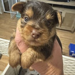 Chocolate baby boy - Chocolate and tan male Yorkshire Terrier puppy in Milton, Florida from Sassenach Yorkie Kennels
