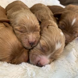 Cockapoo Puppies from ApplebyFarm