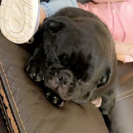Annie - Pug