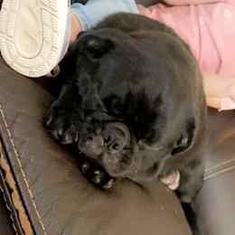 Annie - Pug